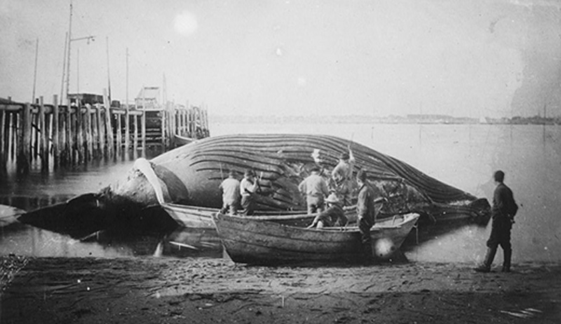 foto antiga da baleia e pescadores em volta